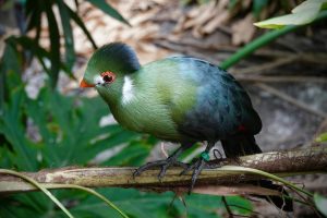 A white cheeked turaco at Arusha National Park| birdwatching safaris in East Africa