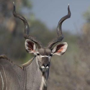 Ruaha Nattional Park has the largest population of greater kudu in East Africa