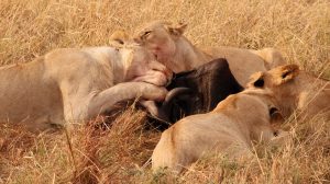 Beauty of the wildlife in the savannah 