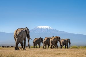 Amboseli destination: Wheelchair accessible safari in Kenya