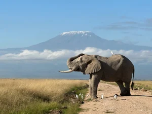 Tsavo vs Amboseli safari: mount Kilimanjaro scenery at Amboseli