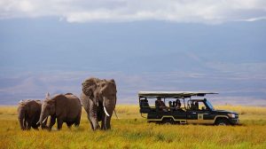 Elephants in Amboseli: Tsavo vs Amboseli safari