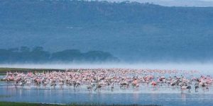 Lake Nakuru National Park on wheelchair accessible safari in Kenya