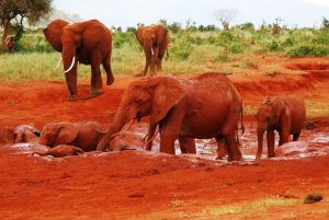 Elephants at Tsavo East National Park: Tsavo vs Amboseli safari
