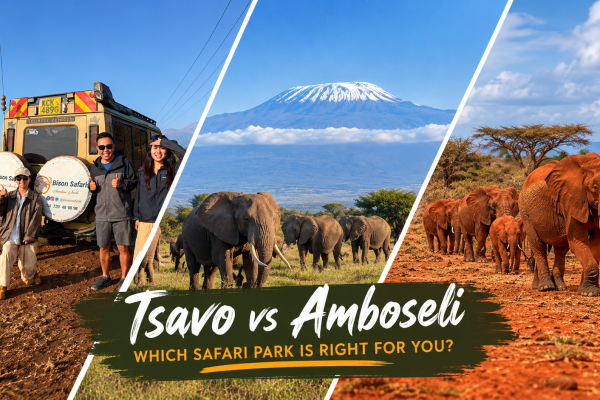 Tsavo vs Amboseli Safari: Discover the Best Park for Your Kenya Adventure