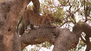 Wildlife watching in an all-inclusive safari with Bison