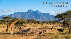 See the Samburu special five during Kenya safari in November