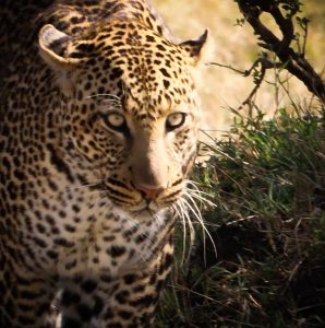 Experience wildlife with Bison Safaris